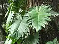 Listy Philodendron lacerum