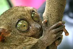 Nártouni jsou charakterističtí obrovskýma očima, které mohou tvořit až 4,5 % jejich tělesné hmotnosti.[144] Na obrázku je druh nártoun filipínský (Carlito syrichta), endemitní druh jihovýchodní části filipínského souostroví