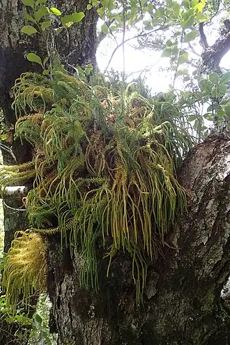 V rozsoše stromu rostoucí mohutný epifyt