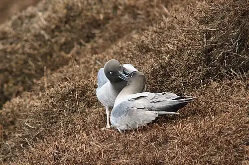 Stříbrní ptáci stojí naproti sobě a vzájemně si čistí peří