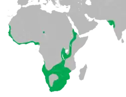 Areál rozšíření