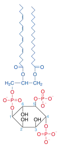 Chemická struktura fosfatidylinositol-4,5-bisfosfátu