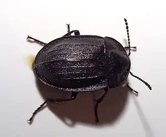 alternativní popis obrázku chybí