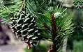 Borovice Gerardova, šištice na větvi