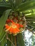 Plodenství pandánu Pandanus sp.