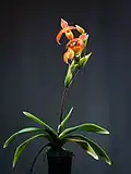 Phragmipedium dalessandroi 'Fox Valley'