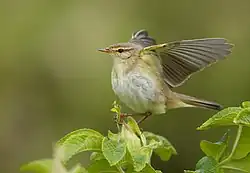 alternativní popis obrázku chybí