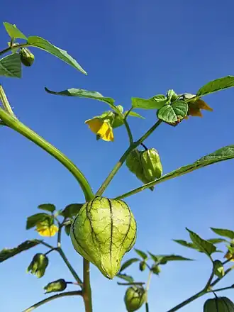 alternativní popis obrázku chybí