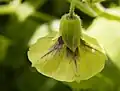 Detail květu Physalis subglabrata