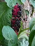 Plodenství líčidla jedlého (Phytolacca esculenta)