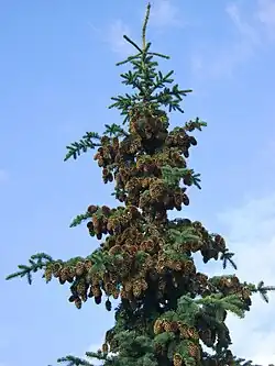 Areál rozšíření