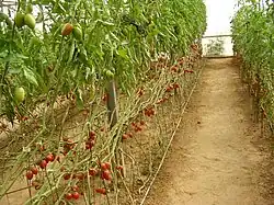 Pěstování zeleniny v Talmej Josef