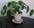 Pilea peperomioides jako pokojová rostlina