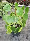 Pilea peperomioides
