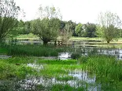 Meandr řeky u Sulejowa