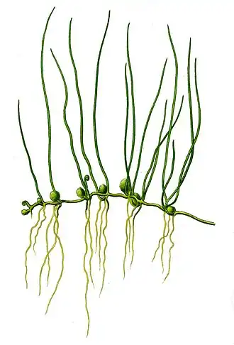 alternativní popis obrázku chybí