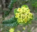 Pimelea flava