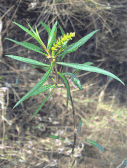 Úzkolistý druh Croton linearis