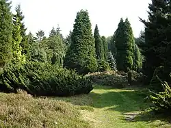 Skupina různých kultivarů jehilčnanů