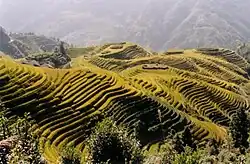 Fotografie terasových rýžovišť na které jsou přeměněny celé kopce od úpatí po vrcholy