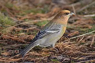 alternativní popis obrázku chybí