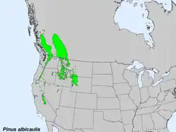 Areál rozšíření