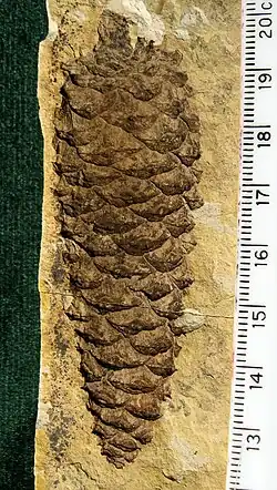 Otisk fosilní šišky v hornině