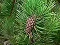 Borovice (Pinus contorta)
