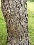 Pinus devoniana, borka. Arboretum Hackfalls, okres Gisborne, Severní ostrov, Nový Zéland.