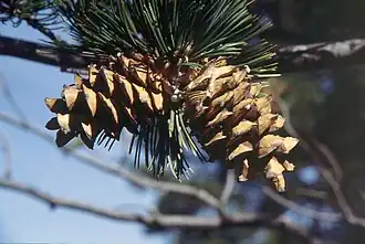 alternativní popis obrázku chybí