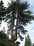 borovice Heldreichova (Pinus heldreichii)