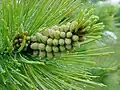 Borovice pohorská, samčí šištice před opylováním.