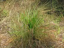 Mladý stromek s dlouhými jehlicemi, připomínající trs trávy