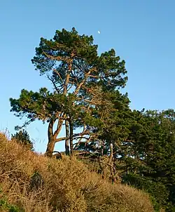 Několik statných borovic v porostu