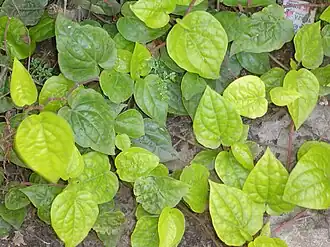 alternativní popis obrázku chybí