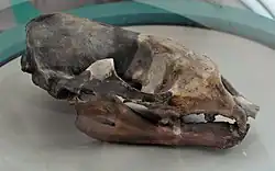 Fotografie lebky s patrnými velkými špičáky