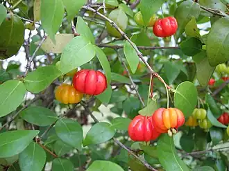 alternativní popis obrázku chybí