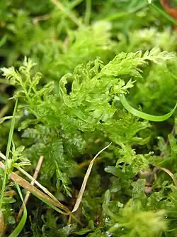 alternativní popis obrázku chybí