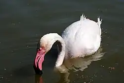 Plameňák růžový ve francouzském Camargue