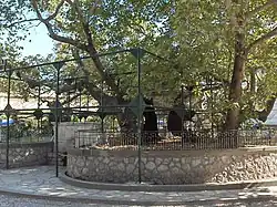 Hippokratův platan ve městě Kos