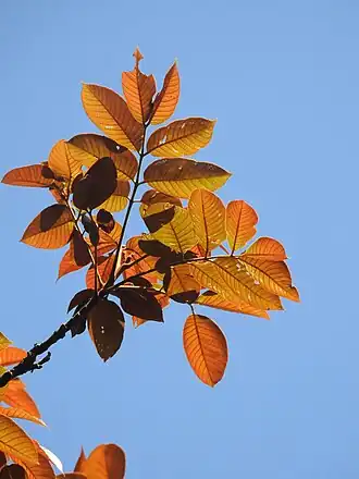 alternativní popis obrázku chybí