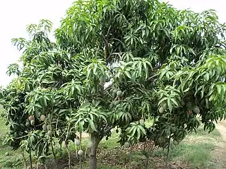 alternativní popis obrázku chybí