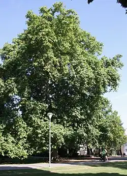 Celkový pohled v létě