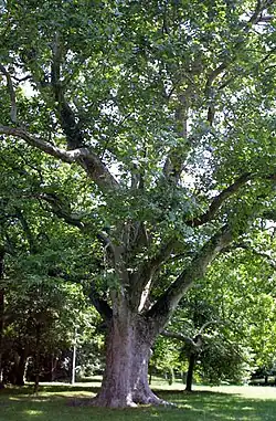 Kmen a hlavní větve platanu