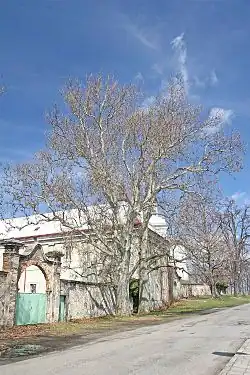 Památná alej platanů javorolistých v Luži