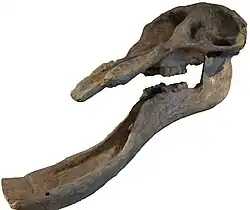 Platybelodon