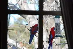 Rosely vyfocené přes okno v pohoří Modrých hor, Austrálie