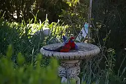 Koupající se rosely na zahradě v hlavním městě Austrálie – Canberra