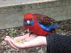 Rosely jsou turistickou atrakcí