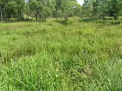 Zaniklý rybník a lada v nivě Plazského potoka